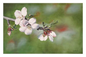 Flor de almendro