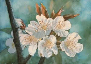 cerezo en flor
